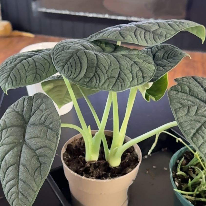 Photo of the plant species Alocasia Melo by @FoxyCorn17 named Melo on Greg, the plant care app