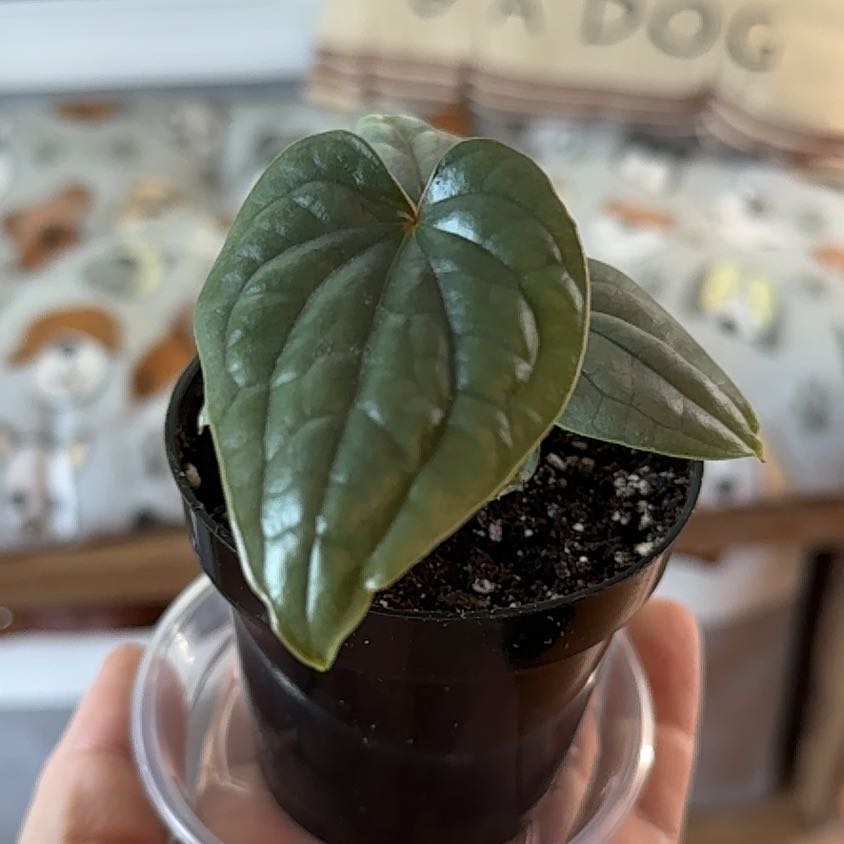 Photo of the plant species Anthurium Luxurians by @FoxyCorn17 named Lux on Greg, the plant care app