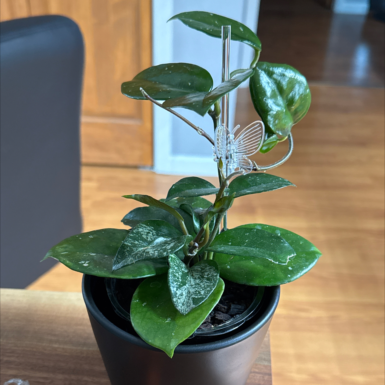 Photo of the plant species Speckled Hoya by @FoxyCorn17 named Harmony on Greg, the plant care app