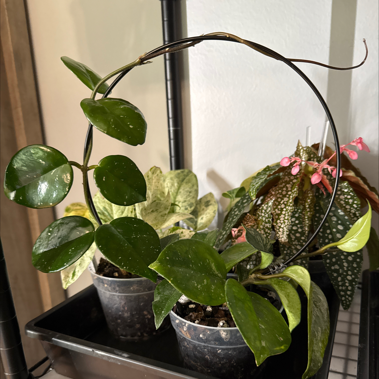 Photo of the plant species Speckled Hoya by @FoxyCorn17 named Harmony on Greg, the plant care app