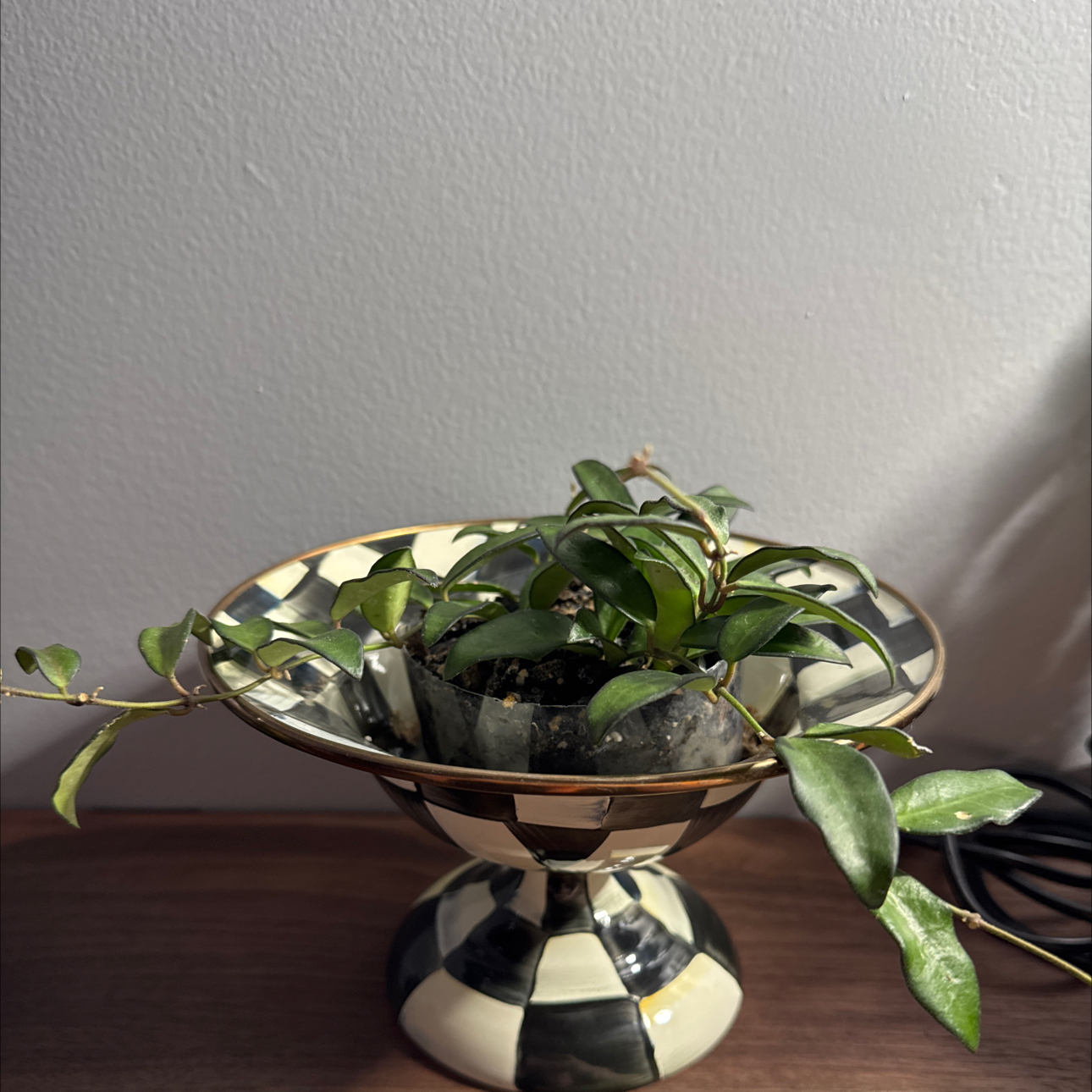 Photo of the plant species Hoya rosita 'Adrift' by @FoxyCorn17 named Bruce Lee on Greg, the plant care app