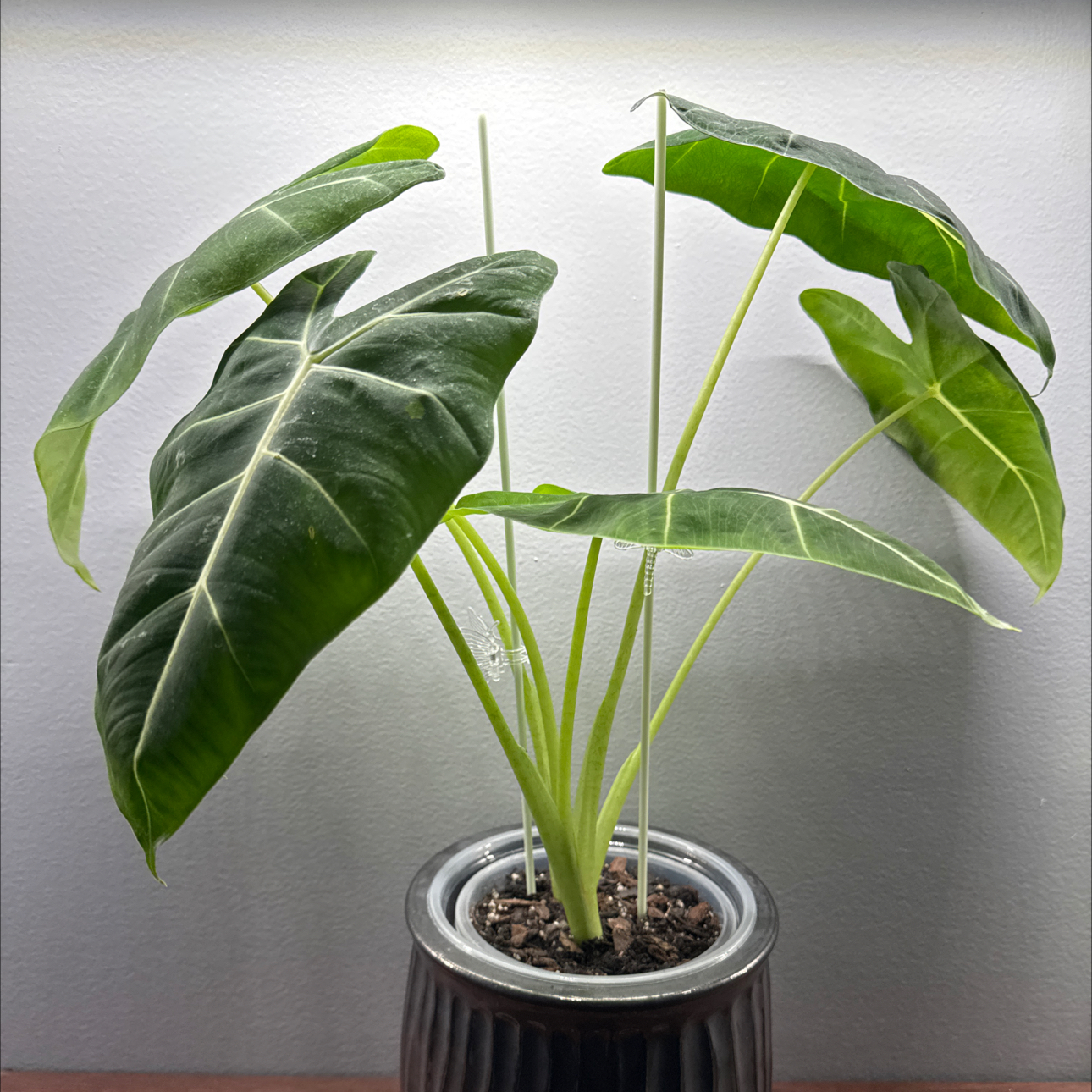 Photo of the plant species Alocasia 'Mythic Frydek' by @FoxyCorn17 named Freddie on Greg, the plant care app