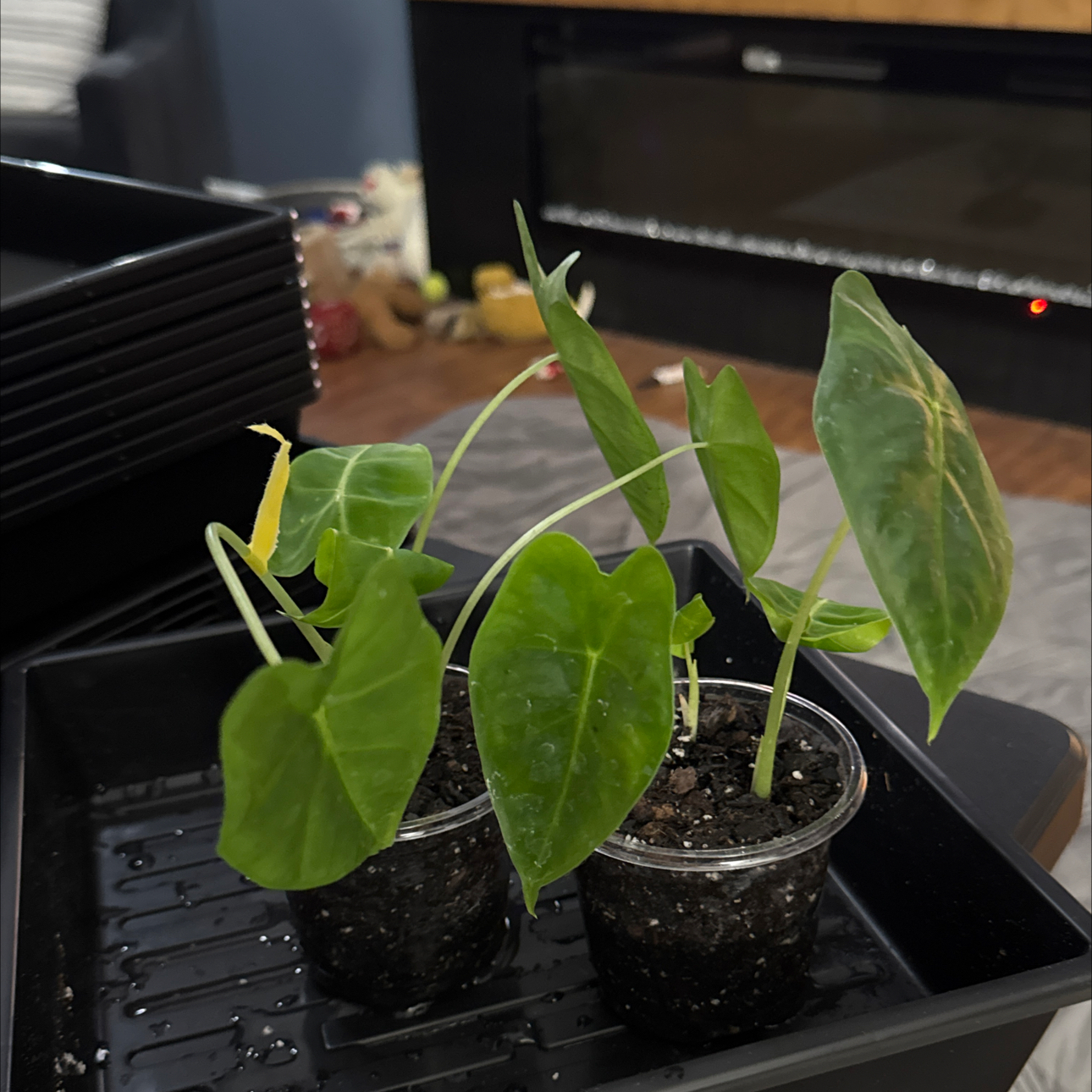 Photo of the plant species Alocasia 'Mythic Frydek' by @FoxyCorn17 named Freddie’s Babies on Greg, the plant care app