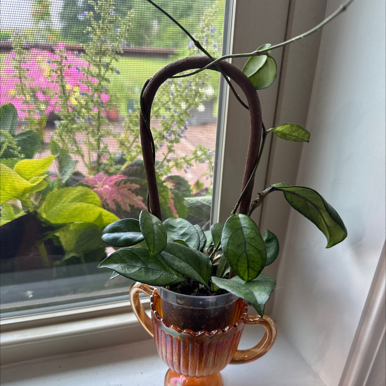 Photo of the plant species Hoya hainanensis by @FoxyCorn17 named Baesil on Greg, the plant care app