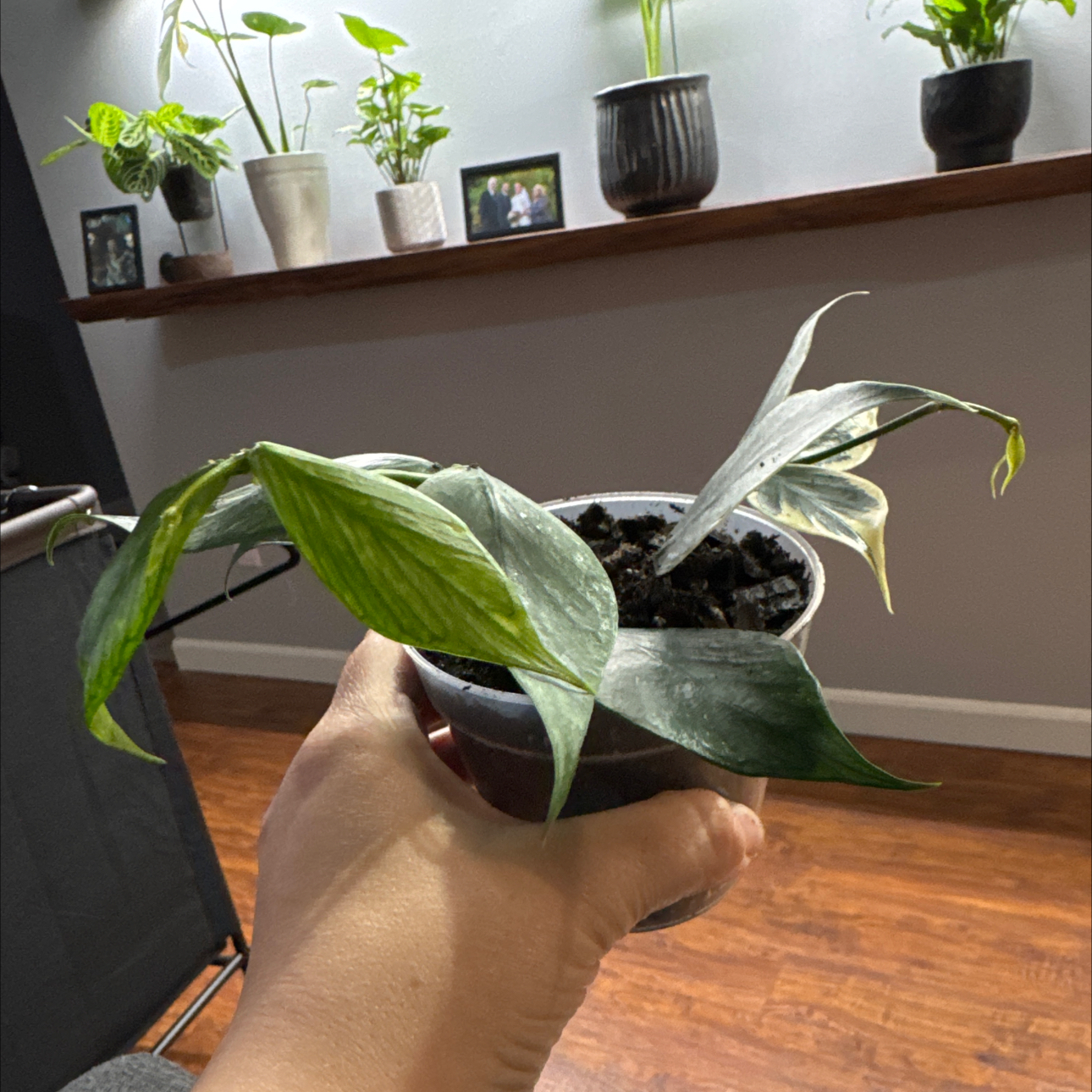 Photo of the plant species Hoya Poly Albo by @FoxyCorn17 named Willow on Greg, the plant care app