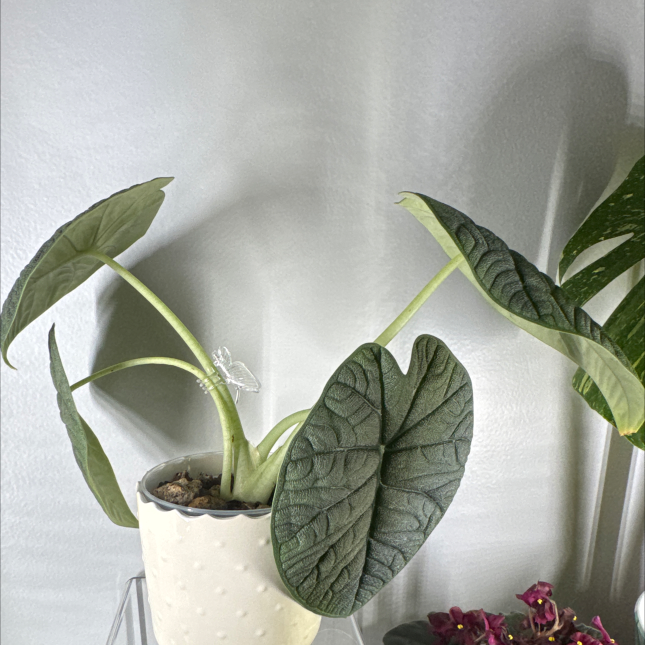 Photo of the plant species Alocasia Melo by @FoxyCorn17 named Melo on Greg, the plant care app