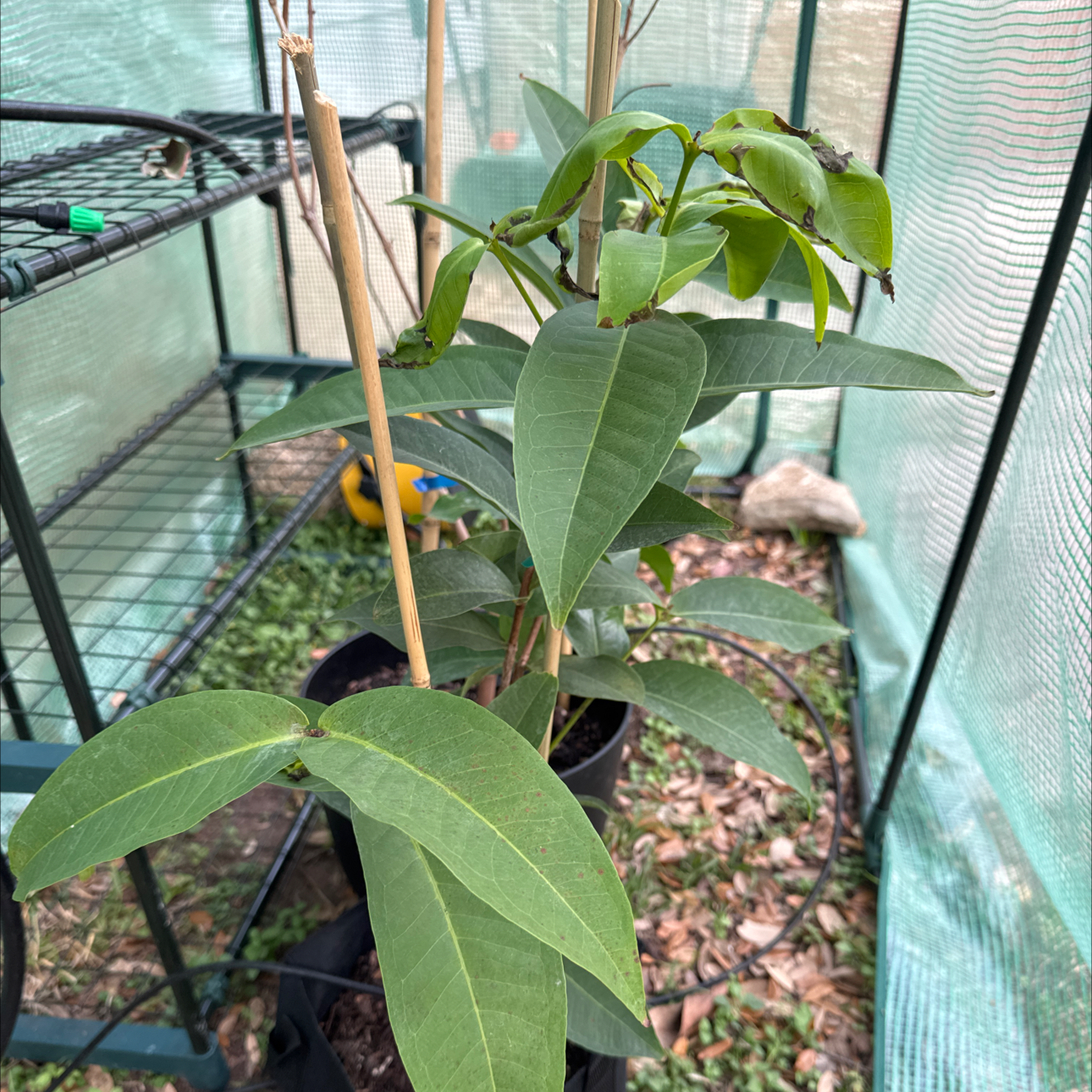 Photo of the plant species Java-Apple by @VipPukatea84 named Cajuil part 3 on Greg, the plant care app