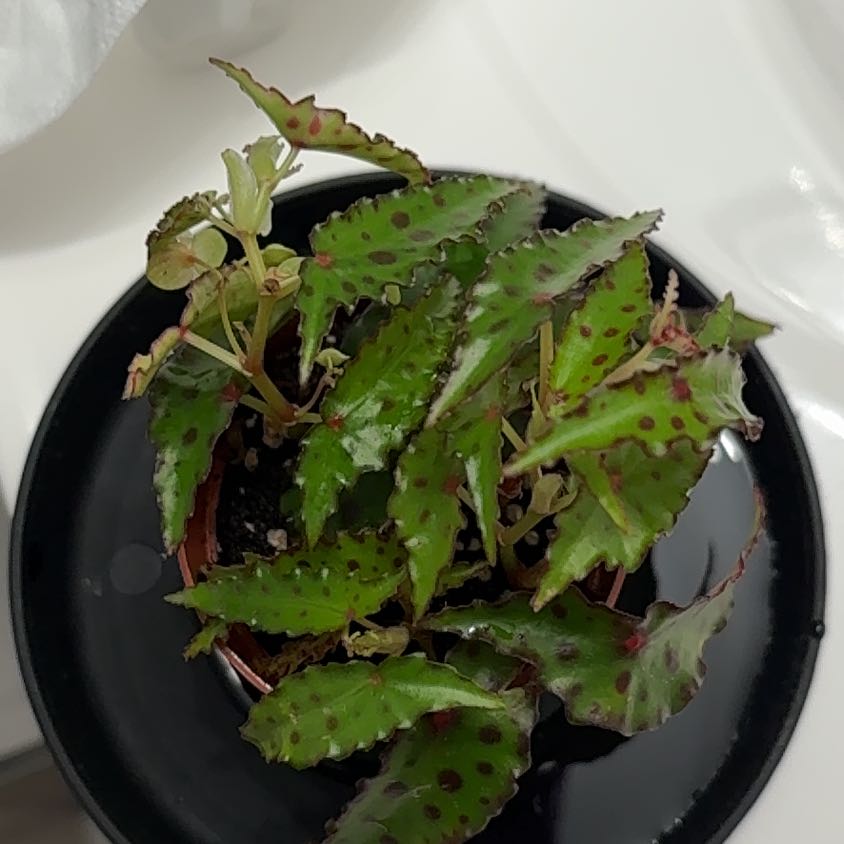 Photo of the plant species Begonia amphioxus by @TopShadscale81 named Luna on Greg, the plant care app