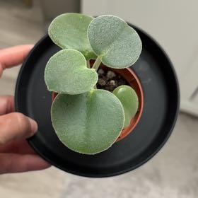Photo of the plant species Felted Peperomia by @TopShadscale81 named Naomi on Greg, the plant care app