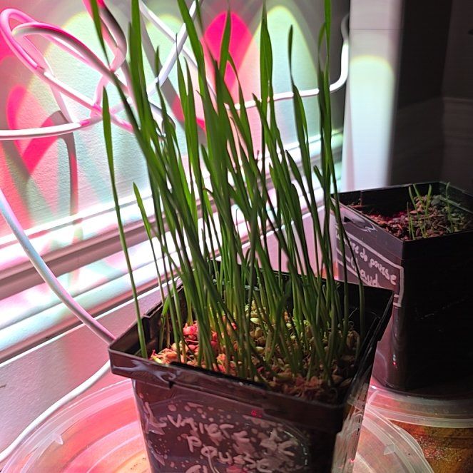 Photo of the plant species Crested Wheatgrass by @greyrools named Emerson on Greg, the plant care app