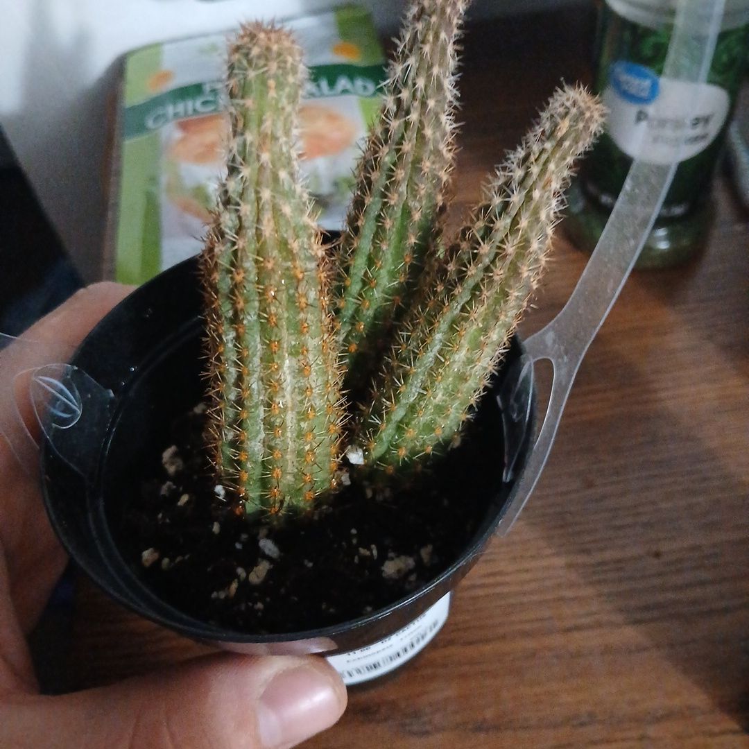 Photo of the plant species Echinopsis 'Triton' by @GoodChilli43 named Triton on Greg, the plant care app
