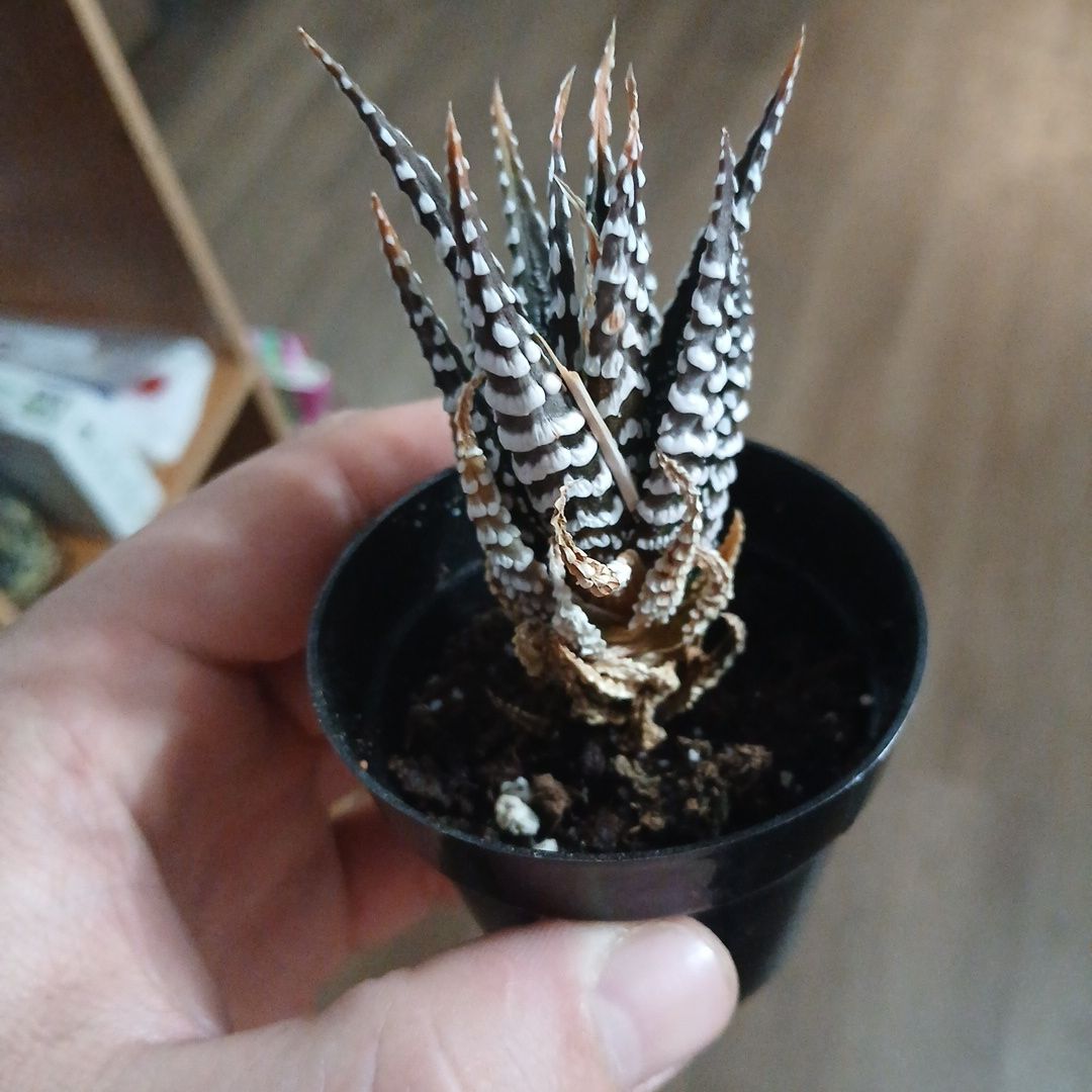 Photo of the plant species Haworthia fasciata 'Barcelona' by @GoodChilli43 named Sigmund on Greg, the plant care app