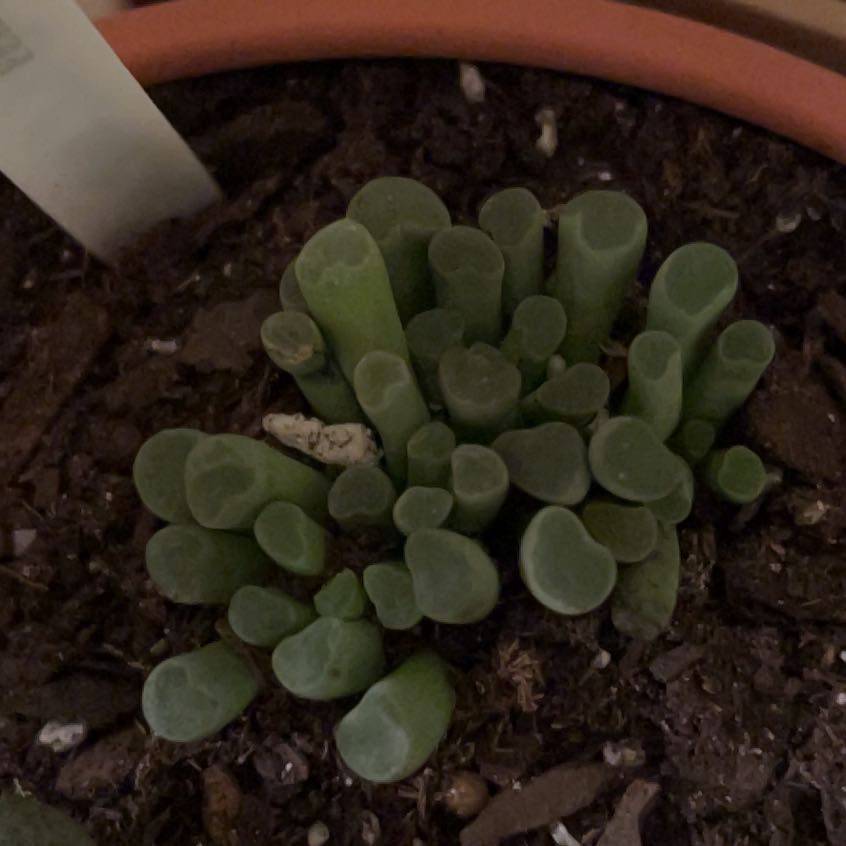 Photo of the plant species Fairy Elephant's Feet by @AceMakole67 named Einstein on Greg, the plant care app