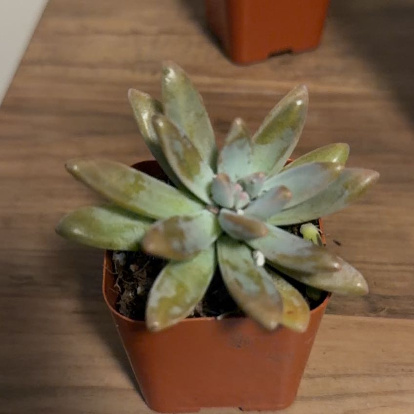 Photo of the plant species Bright Green Dudleya by @HeroTricolor42 named Naomi on Greg, the plant care app