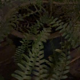 Photo of the plant species Christmas Fern by @GemTagetes5 named Gaga on Greg, the plant care app