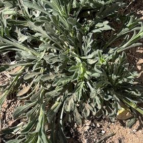 Photo of the plant species Basket of Gold by @GemTagetes5 named Fernie Saunders on Greg, the plant care app