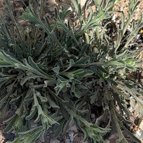 Photo of the plant species Sage Brush by @GemTagetes5 named Rainier on Greg, the plant care app