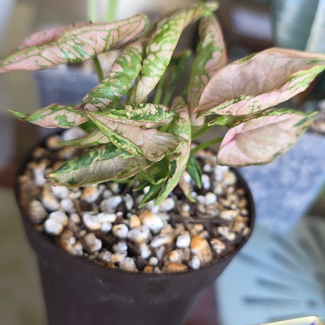 Photo of the plant species Syngonium Pink Rolli by @ShivvyJ named Harper on Greg, the plant care app