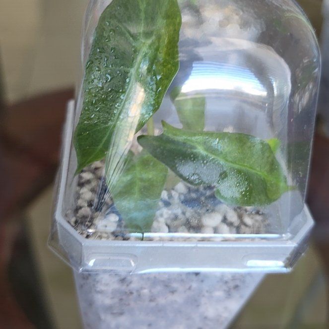 Photo of the plant species Alocasia Polly Aurea by @ShivvyJ named Sonora on Greg, the plant care app