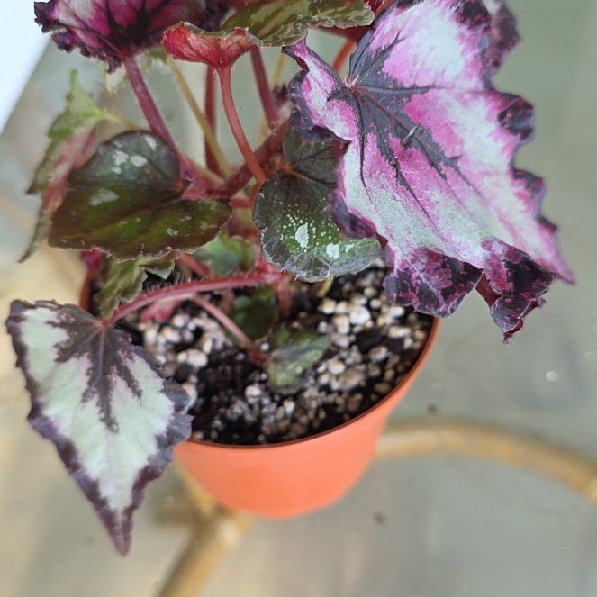 Photo of the plant species Harmony Flame Song Begonia by @ShivvyJ named Doja Cat on Greg, the plant care app