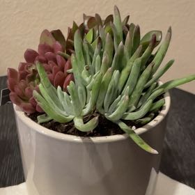 Photo of the plant species Bright Green Dudleya by @StrongTaro26 named Austen on Greg, the plant care app