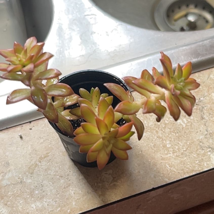 Photo of the plant species Sedum Shooting Star by @RadBlueech87 named Messi on Greg, the plant care app