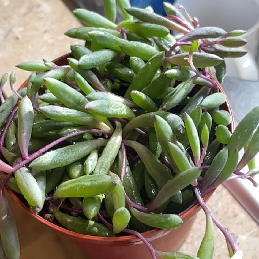 Photo of the plant species ruby necklace by @RadBlueech87 named Daphne on Greg, the plant care app