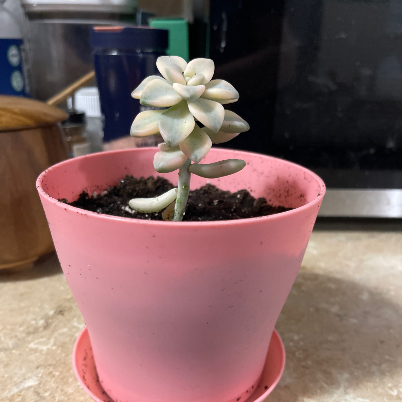 Photo of the plant species Graptoletalum Varigated by @RadBlueech87 named Kesha on Greg, the plant care app