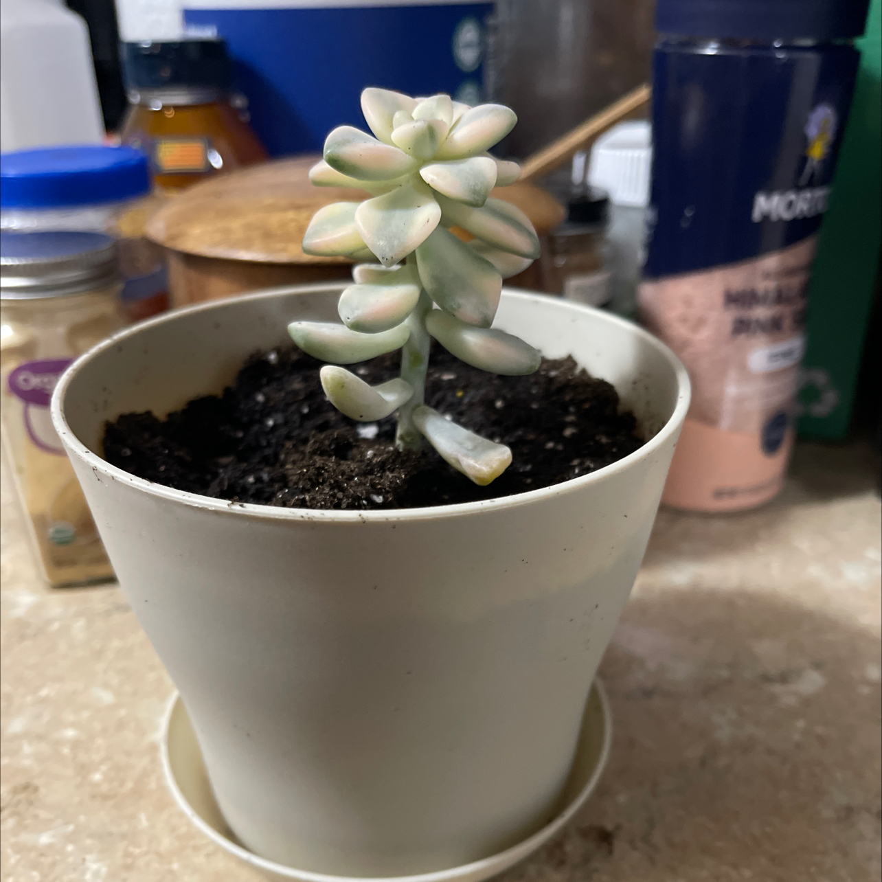 Photo of the plant species Graptoletalum Varigated by @RadBlueech87 named Leaf Erickson on Greg, the plant care app