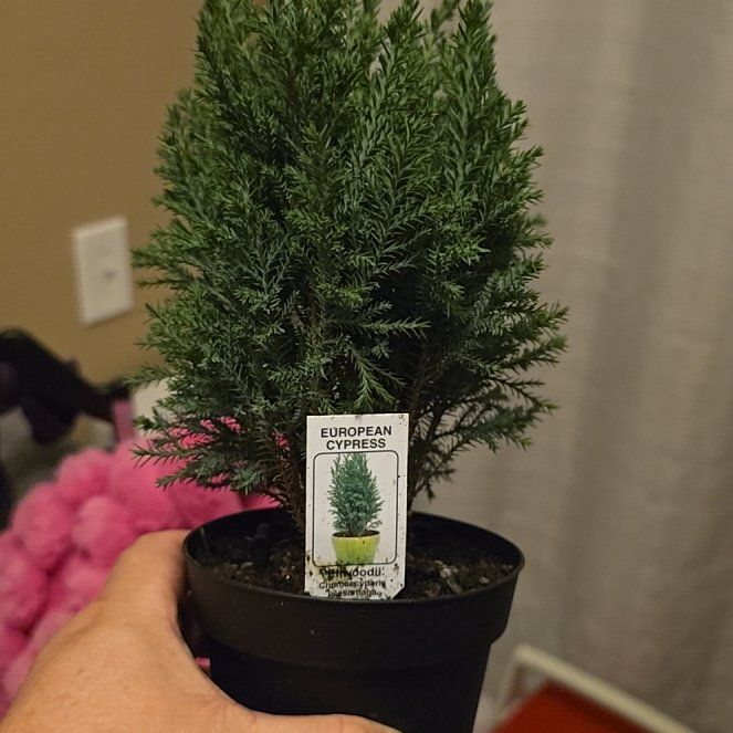 Photo of the plant species European Cypress by @KingpinOlneya8 named Clooney on Greg, the plant care app