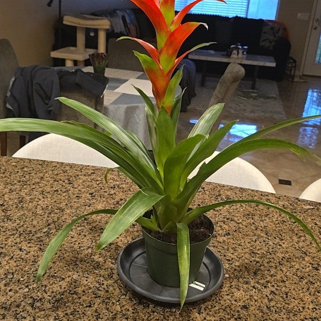 Photo of the plant species Guzmania 'Rana' by @LongTofuStyle named Aria on Greg, the plant care app