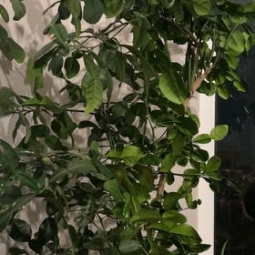Photo of the plant species Makrut Lime by @HarmoniousIvy76 named Remington on Greg, the plant care app