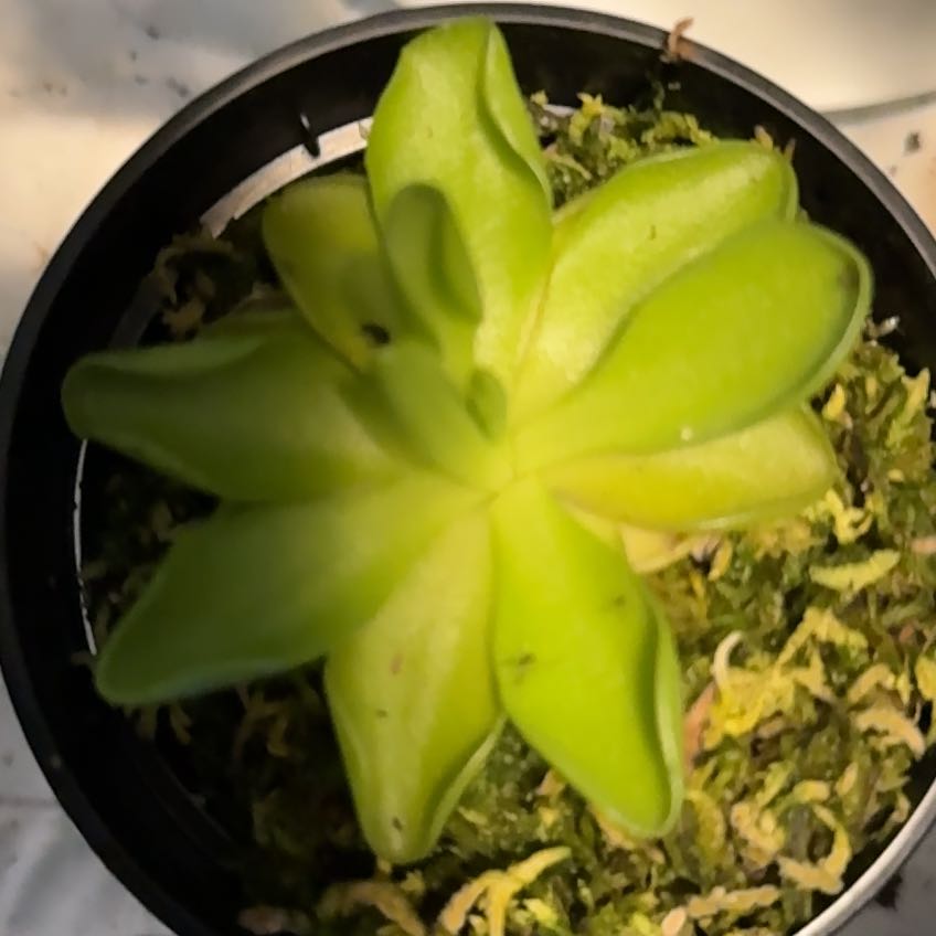 Photo of the plant species butterwort by @Justthriving named Yumyum on Greg, the plant care app