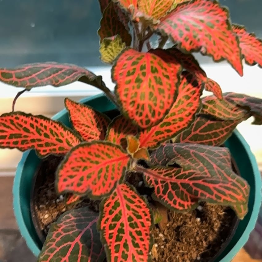 Photo of the plant species ? by @Justthriving named Ruby on Greg, the plant care app