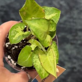 Photo of the plant species Arrowhead Vine by @Justthriving named Clark 2 on Greg, the plant care app