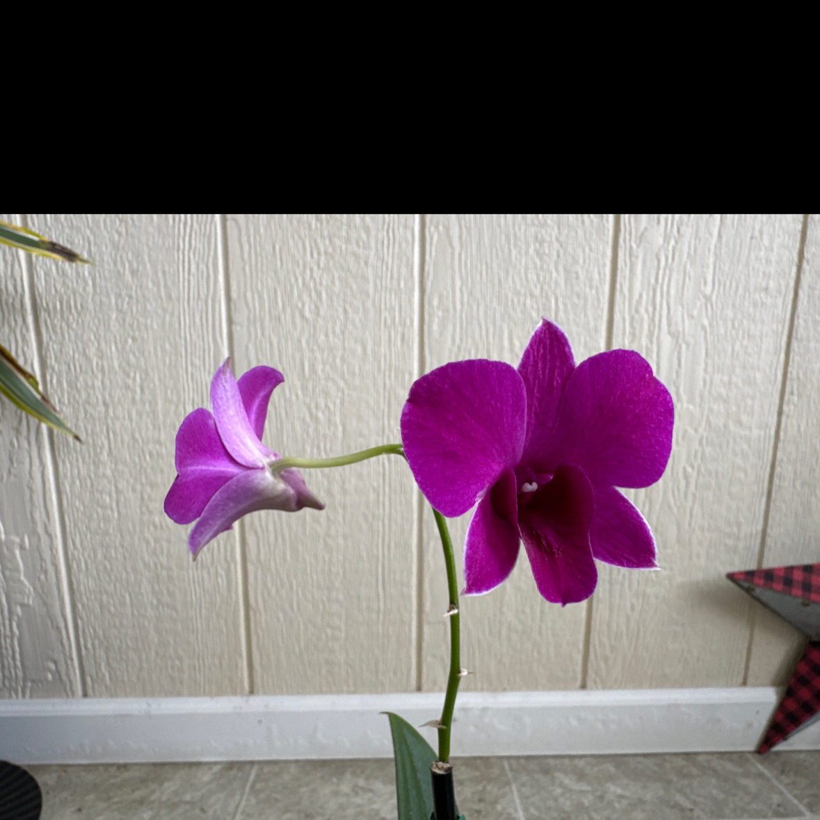 Photo of the plant species Dendrobium Phalaenopsis by @Justthriving named Perfecto on Greg, the plant care app