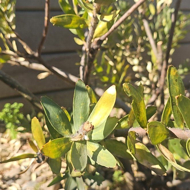 Photo of the plant species Protea by @SteamyCapeivy99 named Duke on Greg, the plant care app