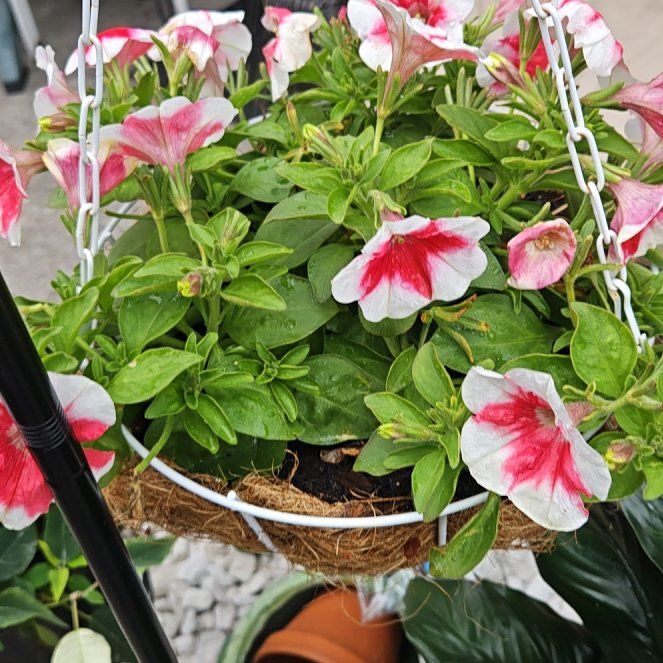 Photo of the plant species Petunia 'Supertunia Black Cherry' by @BushDoctor79 named Naomi is a Hybrid  Cherry vanilla  petunia on Greg, the plant care app
