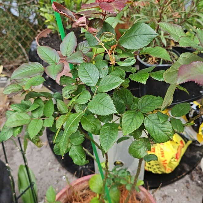 Photo of the plant species Hybrid Rose by @BushDoctor79 named Bella on Greg, the plant care app