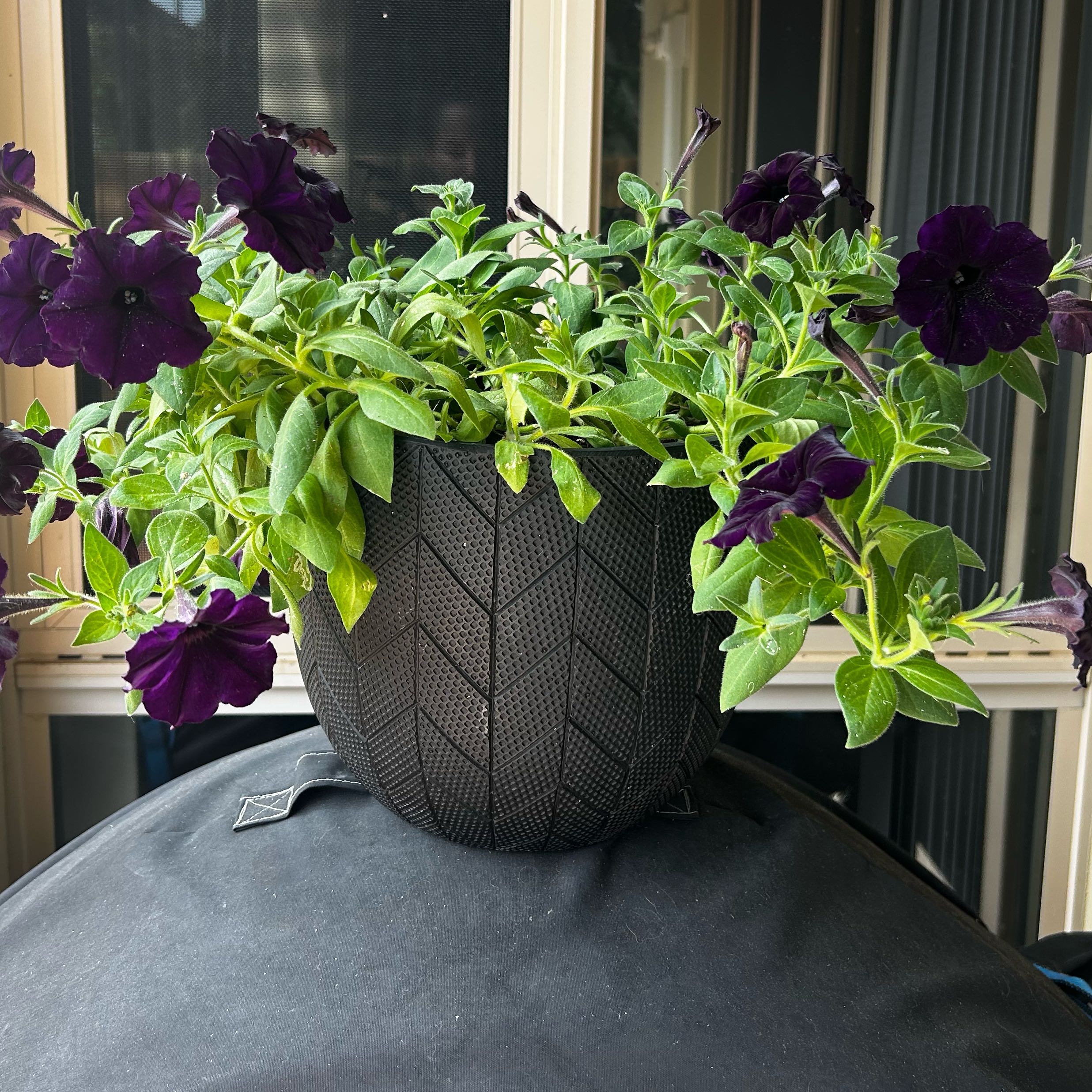 Photo of the plant species Wave® Petunia by @GemClubmoss34 named Prince on Greg, the plant care app