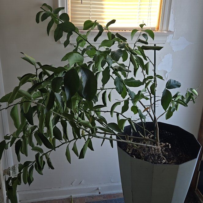 Photo of the plant species Meyer Lemon by @LovelyLippia97 named Forrest on Greg, the plant care app