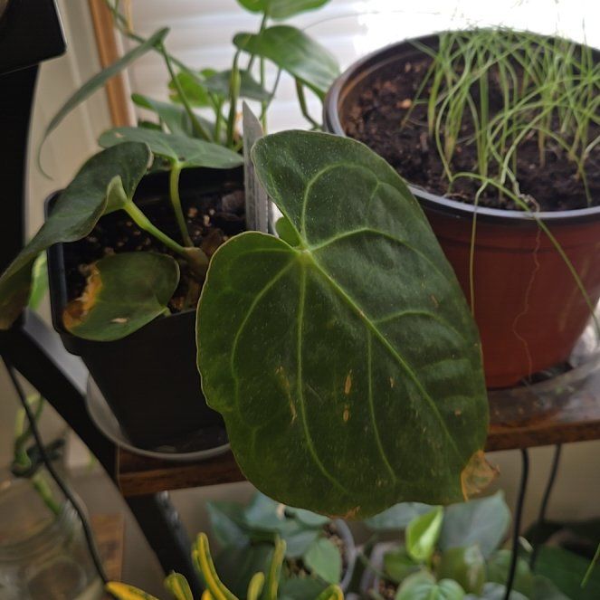 Photo of the plant species Anthurium Dorayaki by @LovelyLippia97 named Fernie Saunders on Greg, the plant care app