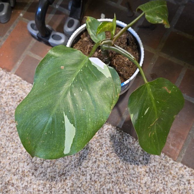 Photo of the plant species Philodendron 'White Nights' by @LovelyLippia97 named Morgan Freeman on Greg, the plant care app