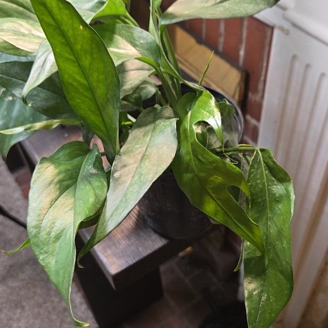 Photo of the plant species baltic blue pothos by @LovelyLippia97 named Rosa Parks on Greg, the plant care app