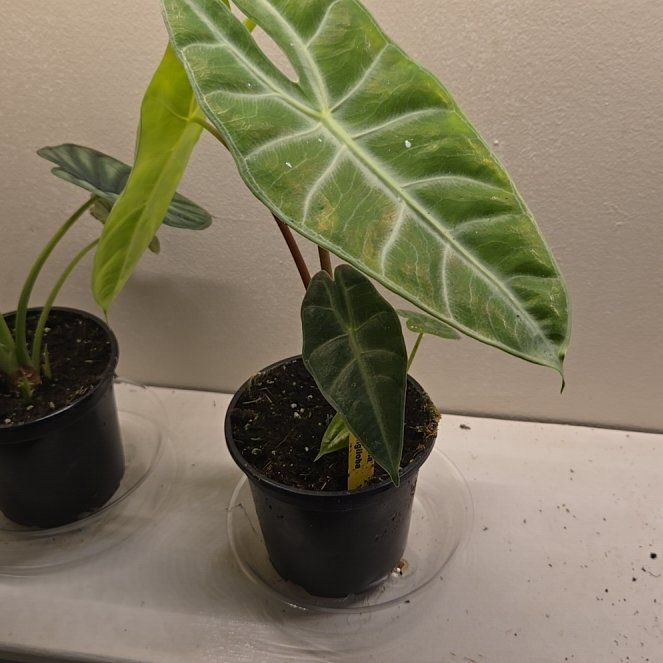 Photo of the plant species Alocasia longiloba by @LovelyLippia97 named Bruce Lee on Greg, the plant care app