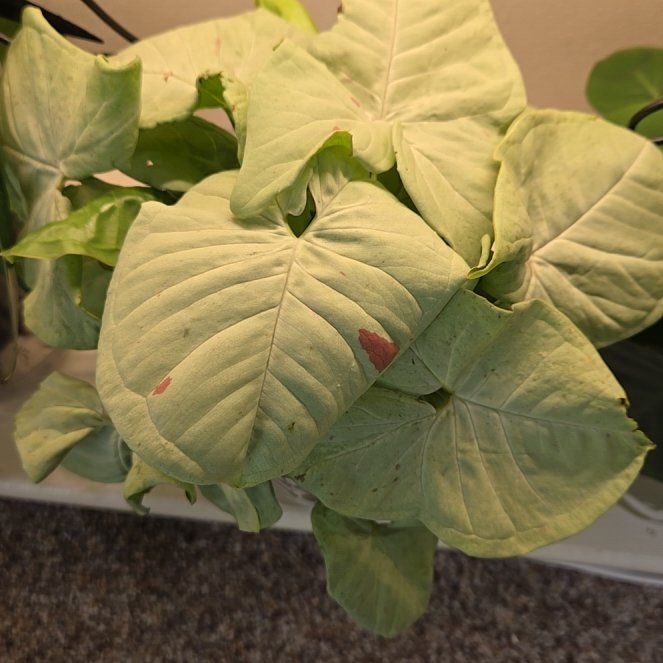 Photo of the plant species Milk Confetti by @LovelyLippia97 named Drake on Greg, the plant care app