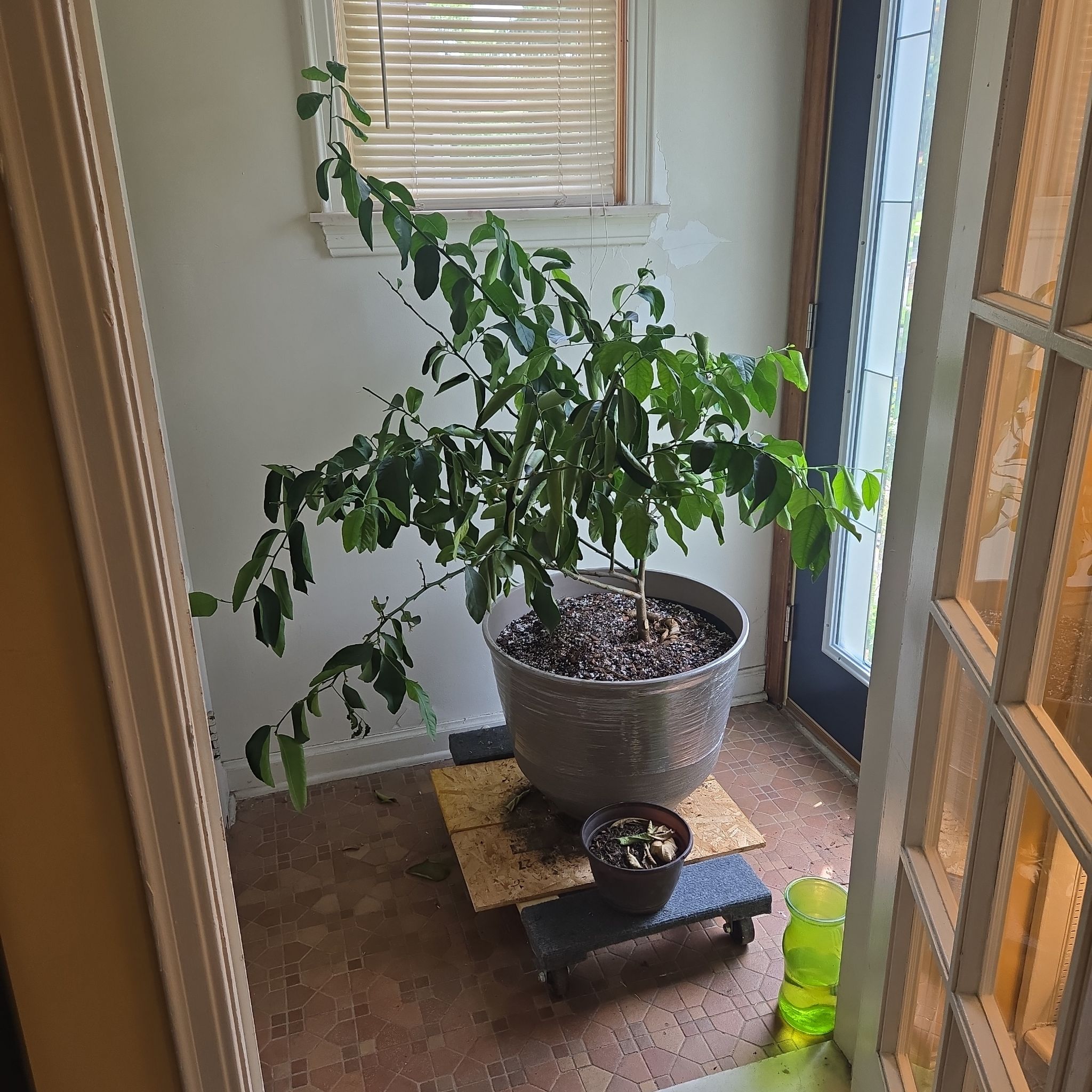 Photo of the plant species Meyer Lemon by @LovelyLippia97 named Forrest on Greg, the plant care app