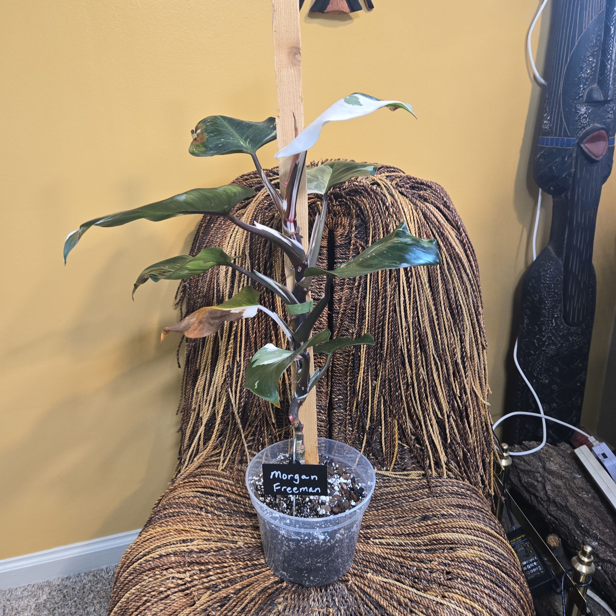 Photo of the plant species Philodendron 'White Nights' by @LovelyLippia97 named Morgan Freeman on Greg, the plant care app