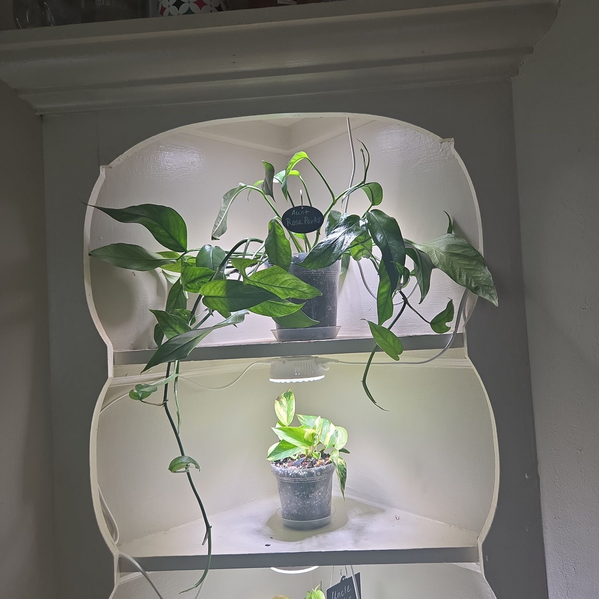 Photo of the plant species baltic blue pothos by @LovelyLippia97 named Rosa Parks on Greg, the plant care app