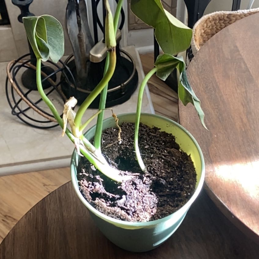 Photo of the plant species Jerry Horne Philodendron by @BenevolentAnise named Nemo on Greg, the plant care app